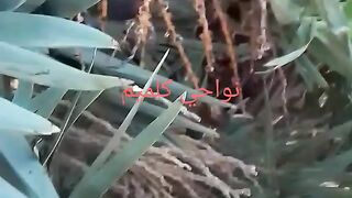 اجمل طابيعة
