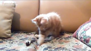 شقاوة قطه