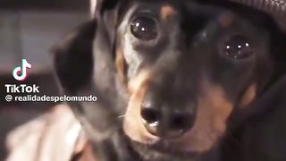 Andrezinho Pernilongo encontra o detetive Doguinho Miau para investigar Leleu Coçeira