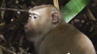 A Remarkable Exploration A Day in the Lives of Wild Animals