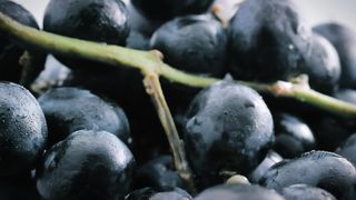 Large purple grapes with a close focus