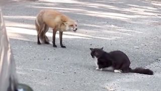The fox is trying to explain something to the cat