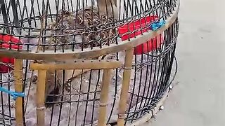 Caged teatar