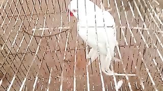 White parrot in the cage