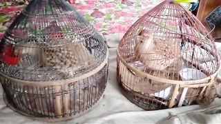 The two birds in the cage
