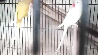 White and yellowish