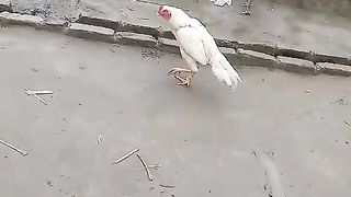 The white murga in the lawn circulation