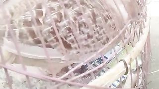 Cage cage bird bird