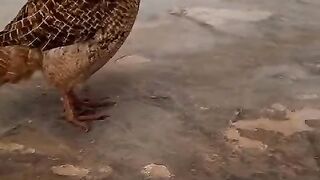 Teatar is teatar ll teatar
