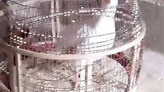 White teatar in the cage