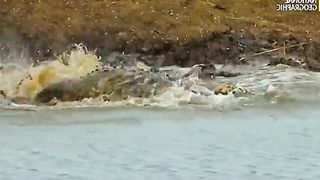 Tiger and crocodile