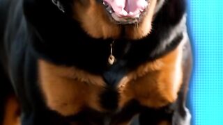 pitbull vs rottweiler