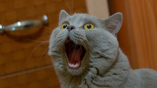 CUTE AND FUNNY CATS - TRY NOT TO LAUGH