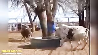 ANIMALS FUNNIEST MOMENTS