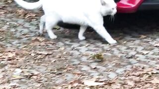 Cat hiding from you????