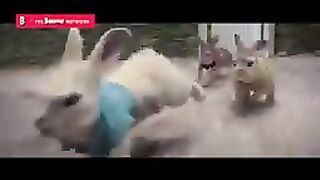 BEST RABBIT'S FUNNY VIDEO