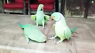 RINGNECK PARROTS