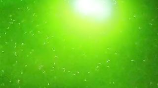 100rb ekor larva lele aman, gak dimakan kuntilanak ????????