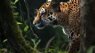 Decoding the Mysteries of Wildlife Behavior