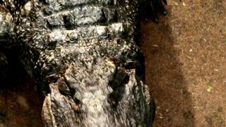 Lake Placid: The Final Chapter