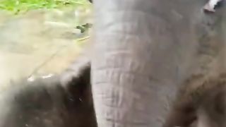 Elefantinho mais lindo do mundo
