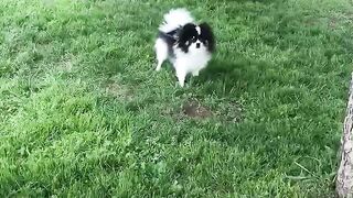 Cute puppy wants some hug ????