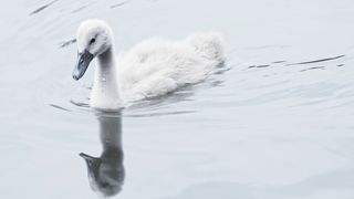Duck Relaxing Video 4K