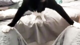 Catss