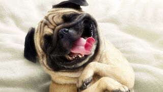 SUPER FUNNY DOGS VIDEO COMPILATION ????❤️