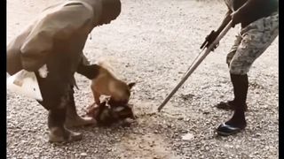 This dog is fighting to survive the cat brutality