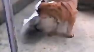 The cheeky goose put the tigers in their place