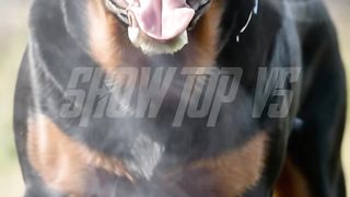 Dogo argentino vs rottweiler