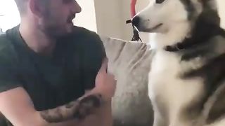 Animals funny video