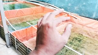 Kolam PEMBESARAN dialihfungsikan ke segmen PENDEDERAN bisa gak❓ Daripada kalian bobok beton keras