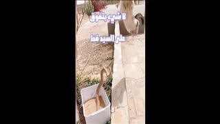 Nothing beats Mr. Cat   لا شيء يتفوق على السيد قط