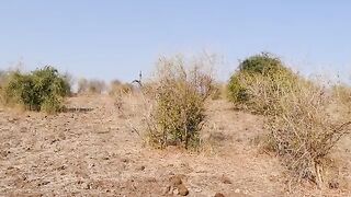 اسود ملك الغاب