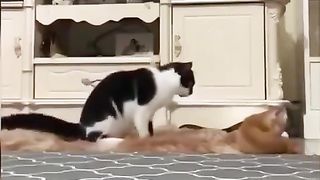 A cat's average reaction time is about 20-70 ms