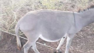 The most important domestic animal