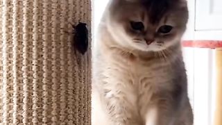 The target in the cat press then sounds