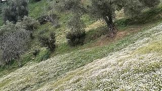 الورد الابياض
