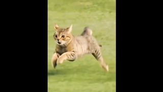 Mr. Cat, Masters of Speed!!   مستر كات ، أسياد السرعة‼️