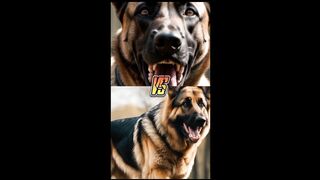 German Shepherd vs Malinois Dog