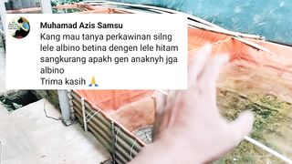 Betina ALBINO jantan biasa kalau dipijahkan kira-kira anaknya banyak ALBINO atau biasa❓