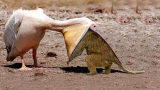 Horrible Ways This Bird Swallows Prey In Seconds | Wildlife Documentary