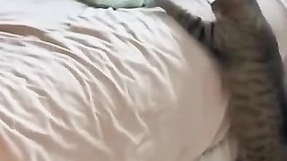 Неуловимые мстители! ???? Смешное видео с собаками, кошками и котятами!