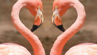 Cute flamingo birds ????????????????