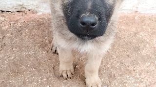 My charboni dog