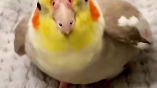 cute singing bird