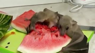 Enjoying a delicious watermelon
