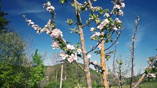 The Blossom